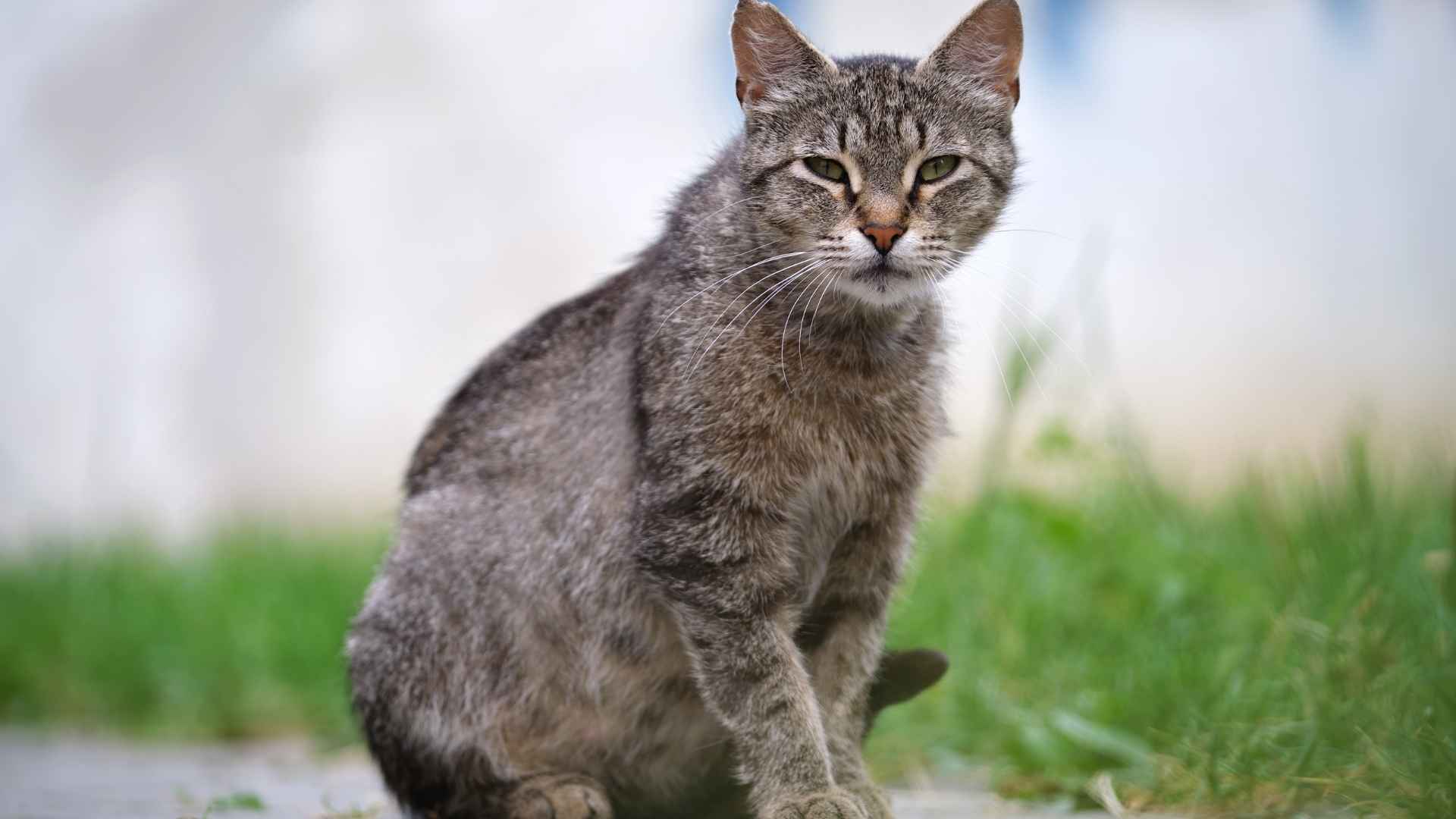 Gato con leucemia